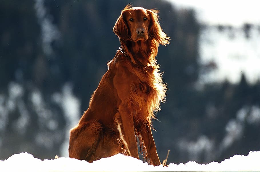adult, red, irish terrier, animal, pet, setter, dog, pets, snow, outdoors