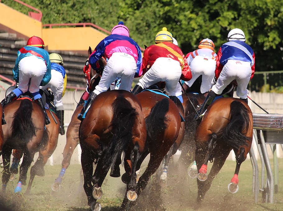 people, horse, racing, Horse Racing, Racing, Horse, Horse, Jockey, Mauritius, jockey, running, domestic animals