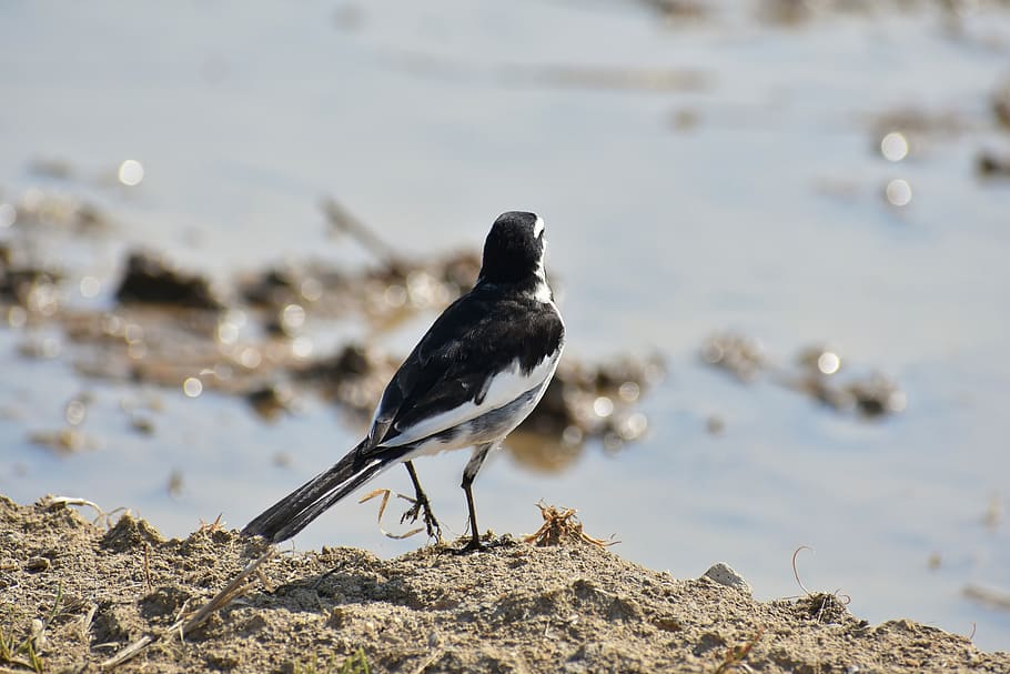 animal, paddy field, waterside, bird, wild birds, wagtail department of, high security level, wild animal, the bokeh, natural