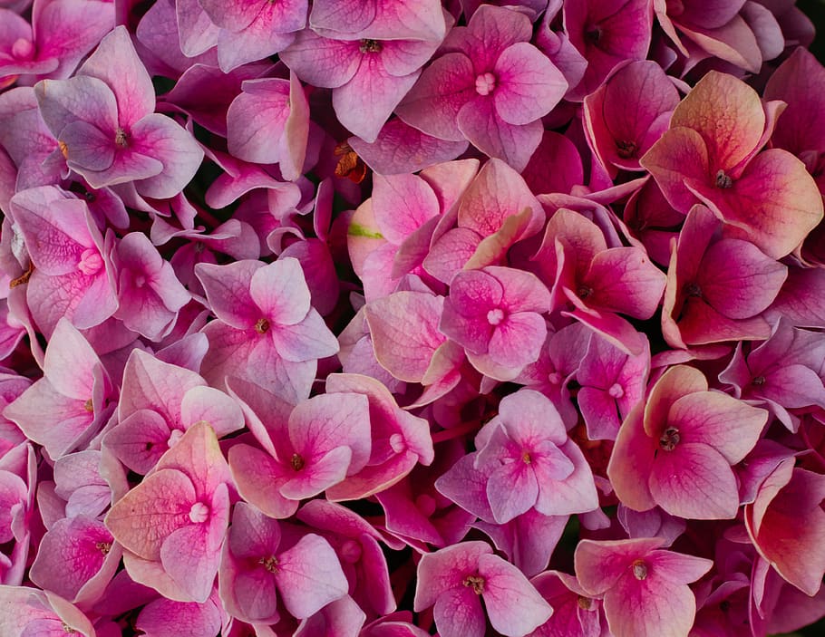 hydrangeas, flowers, bright, background, romantic, hydrangea flower, flower, bloom, close up, beautiful