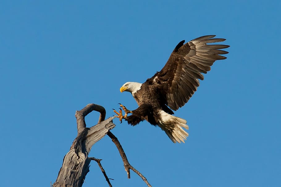 bald, eagle, perch, tree branch, landing, soaring, bird, raptor, flight, flying
