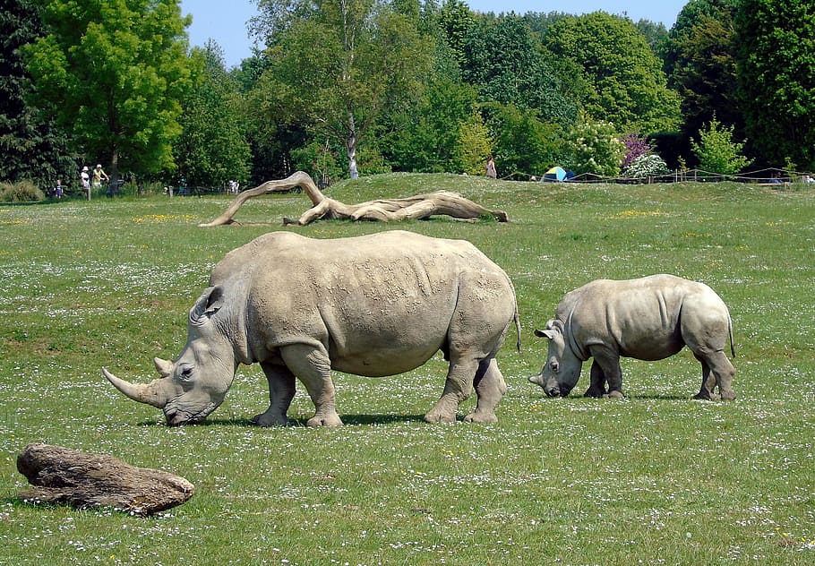 two, gray, rhinoceros, eating, grass, grass field, daytime, rhino, animal, zoo