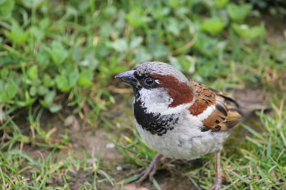 house sparrow, sparrow, bird, male, passer, domesticus, fauna, finch, avian, species