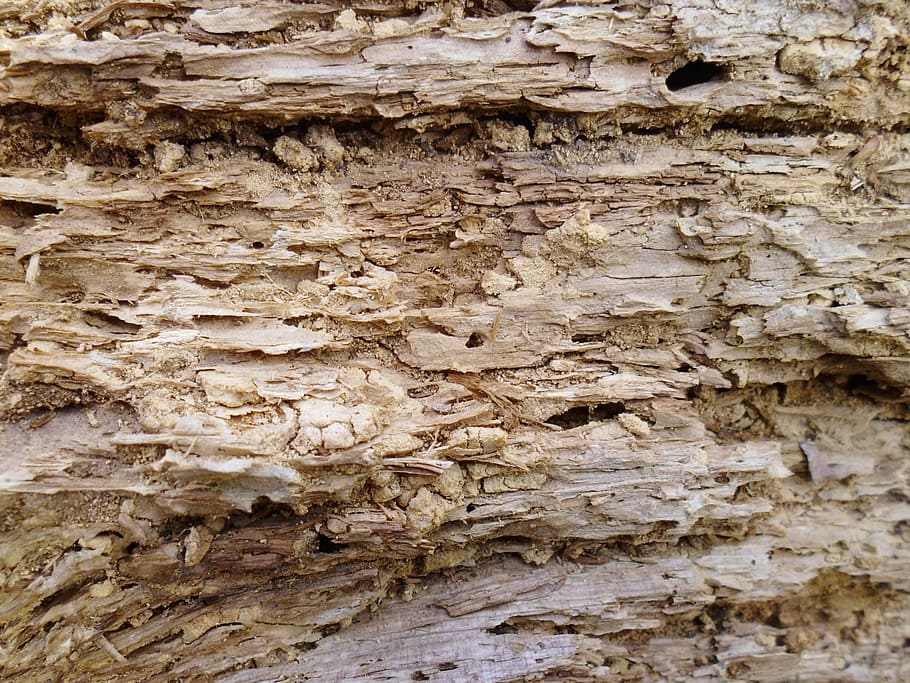 textura, árbol, viejo, moldeo, el viejo árbol, madera, viejo árbol, fotograma completo, fondos, texturizado