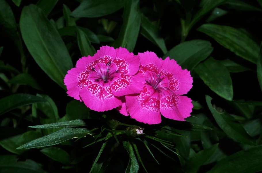 flowers, carnations, variegated, flowering plant, beauty in nature, freshness, flower, plant, growth, petal