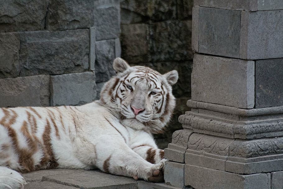 white tiger, feline, mammal, wild, wild animals, india, tawny, panthera tigris, undomesticated Cat, animal