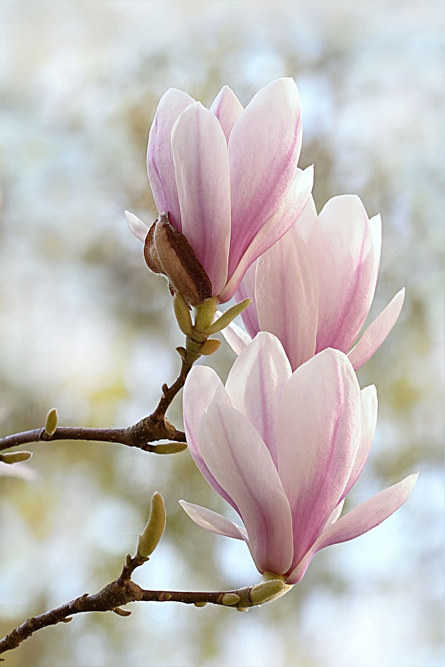 fotografía de primer plano, rosa, flores de pétalos, tulipán magnolia, magnolia x soulangiana, árbol, primavera, gire la foto, flor, planta