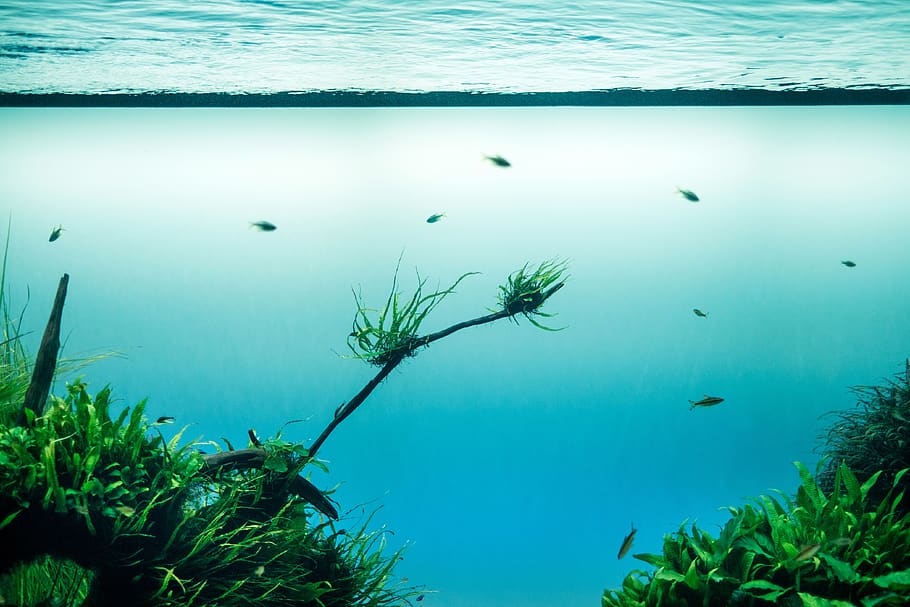 fish, swimming, blue, water, green, grass, underwater, nature, sea, tranquility