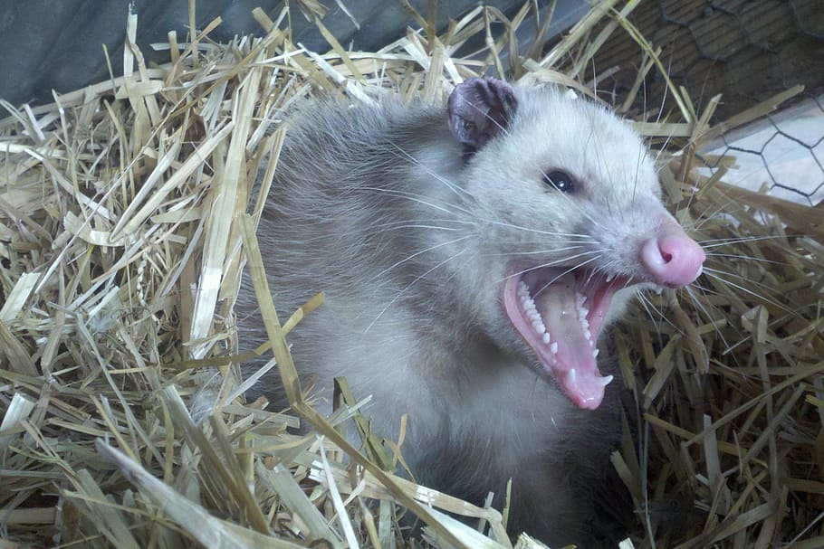 white, rodent, brown, nest, opossum, possum, teeth, fur, animal, straw