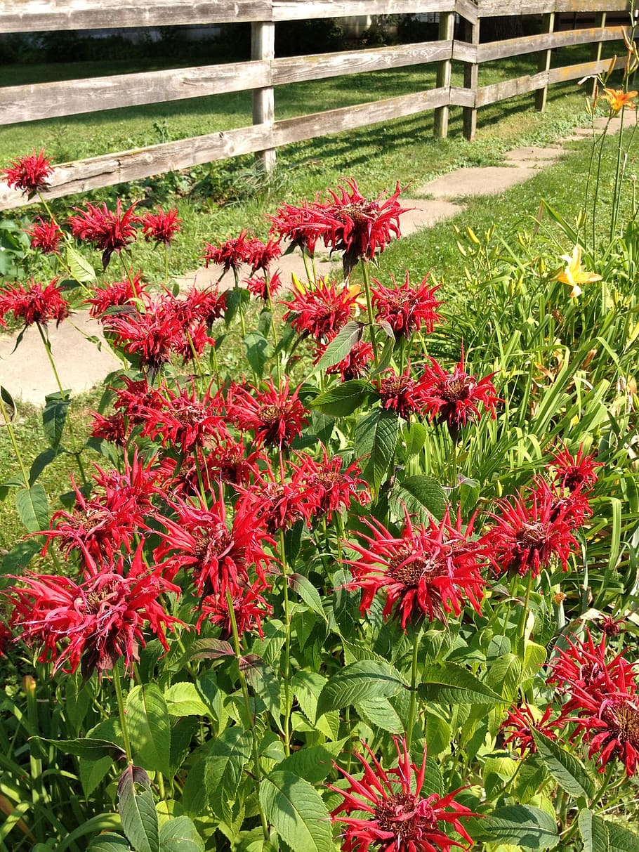 Wildflowers, Flowers, Bee Balm, Monarda, fence, red flowers, floral, plants, natural, blossom