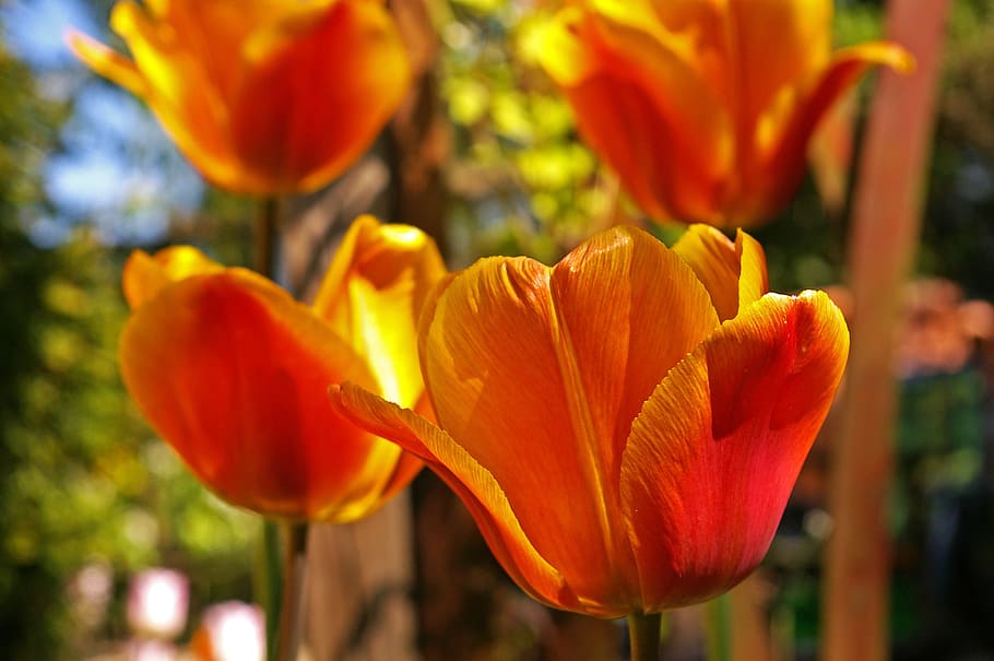 tulipanes, tumor amarillo, tulipán naranja, primavera, jardín, naturaleza, decoración, flor de tulipán, pétalos amarillos, planta