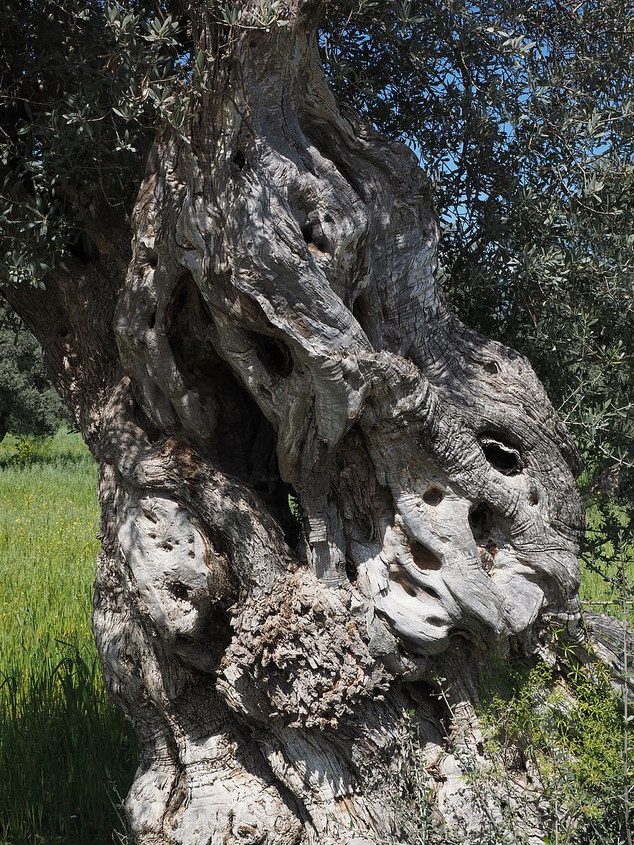 foto de close-up, tronco de árvore, dia, tribo, retorcida, velho, oliveira, plantação de oliveiras, plantação, árvore