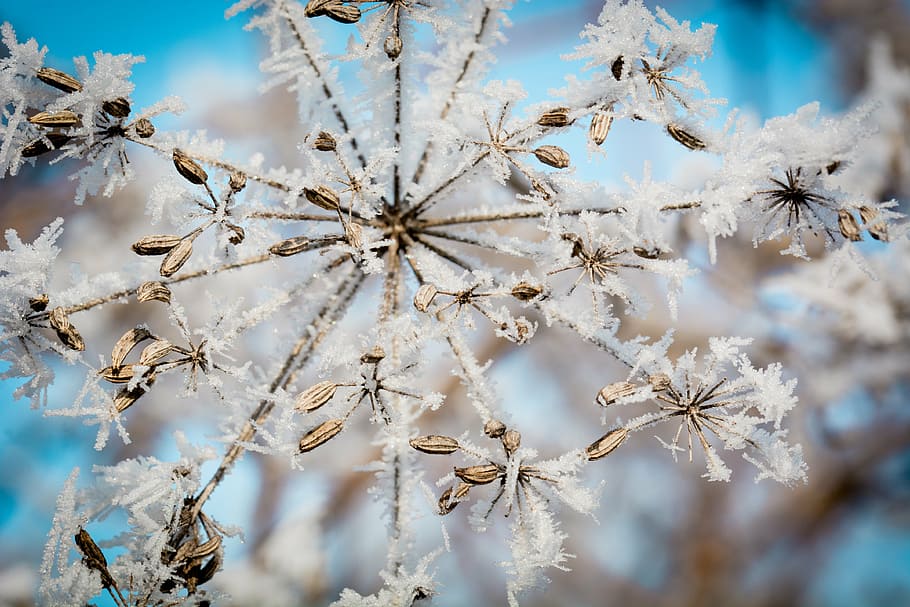 white snowflake, frost, ice, ripe, seeds, umbel, frozen, eiskristalle, half rosette plant, umbelliferae