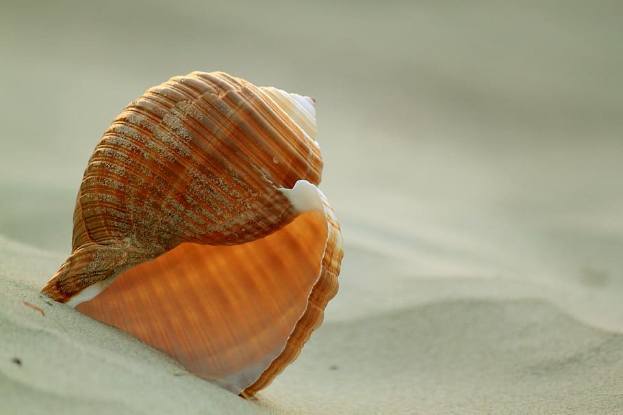 superficial, fotografía de enfoque, marrón, conchas marinas, concha, caracol, concha de caracol, arena, playa de arena, vacaciones