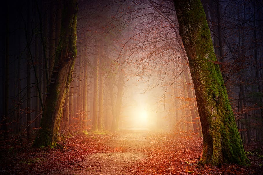 way, path, light, forest, fall, autumn, fog, foggy, magical, mystic