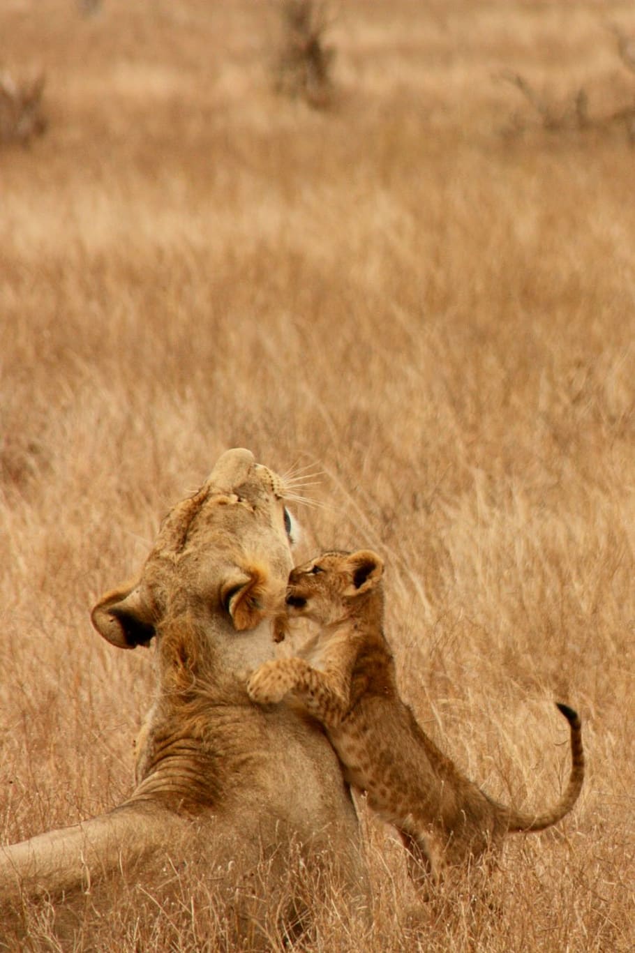 singa, bayi, hewan, keluarga, liar, mamalia, safari, afrika, perjalanan, kenya