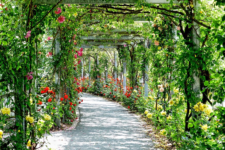 jalur taman, siang hari, taman, alam, bunga, mawar, jalan, tanaman, cerah, pertumbuhan