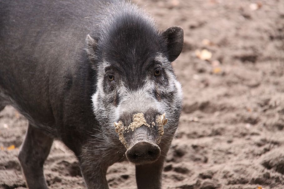 visaya-whelk pig, whelk pig, pig, boar, snout, animal world, bristles, dug, outlet nose, animal themes