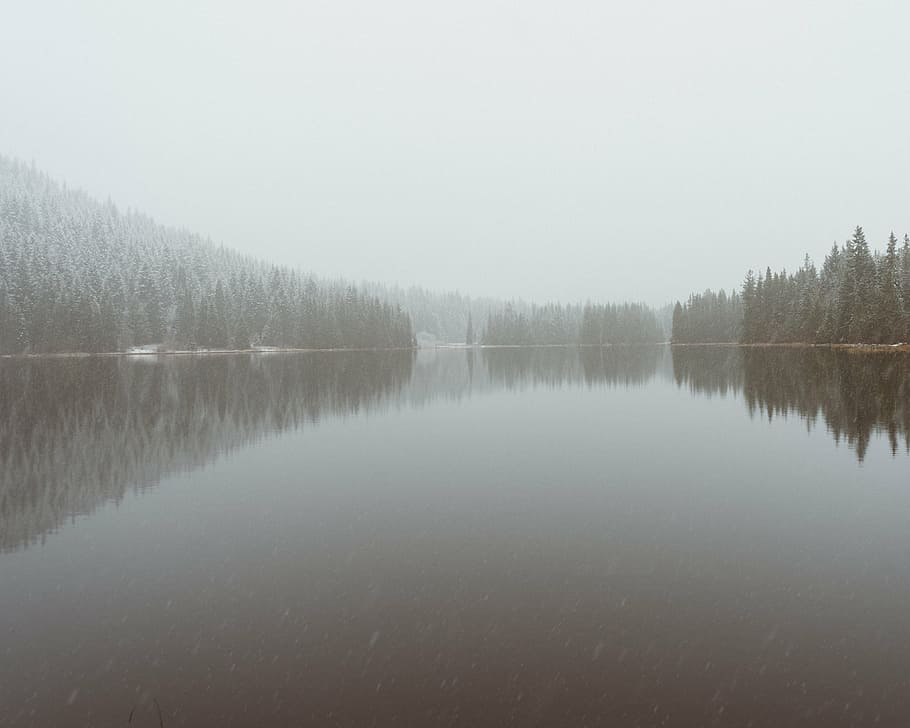 foto, calma, corpo, agua, árvores, coberto, nevoeiro, cercado, pinho, branco