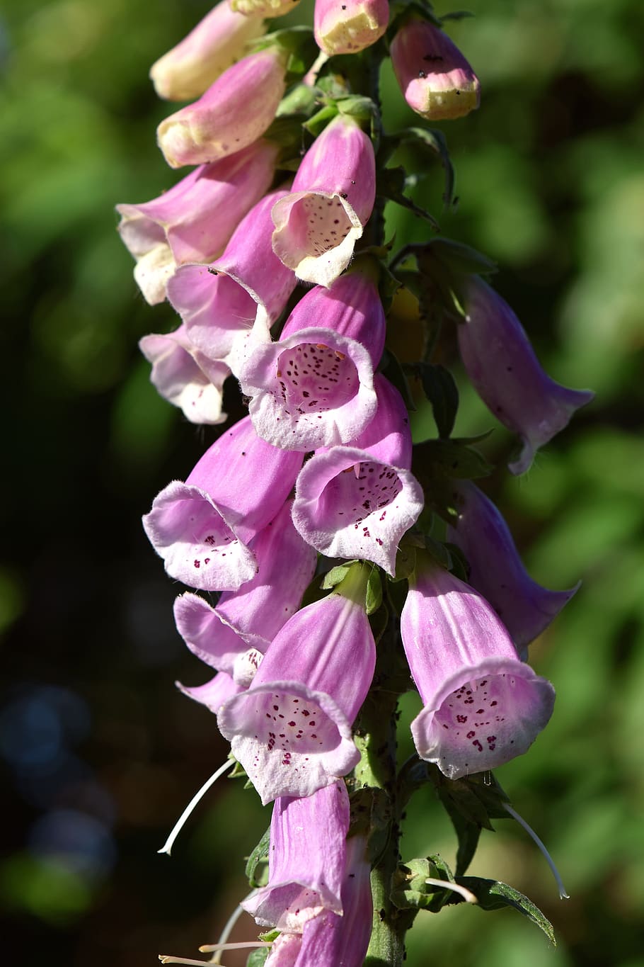 flower, flowers, bell shaped, tiresome, pink, plant, flora, thimble, digitalis, lamiaceae