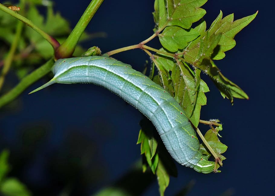 green, hornworm caterpillar, plant, close-up photography, caterpillar, larvae, banded sphinx moth caterpillar, banded sphinx caterpillar, insect, bug