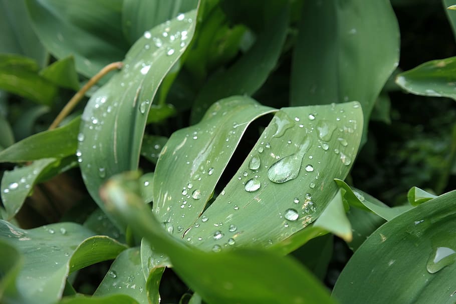 bloom, flowers, sheet, leaves, drops, raindrops, rain, green, partly cloudy, clear