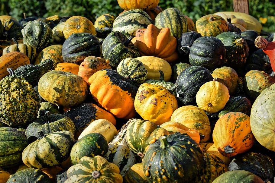 pumpkin, decorative squashes, fruit, autumn, choose, food, vegetables, decoration, autumn fruits, harvest