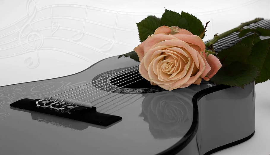 black dreadnought guitar, guitar, rose, apricot, coupon, music, black and white, sheet music, gift voucher, dreamy