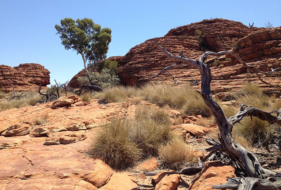 bare, tree, desert, daytime, outback, nature, australia, australian, landscape, dry