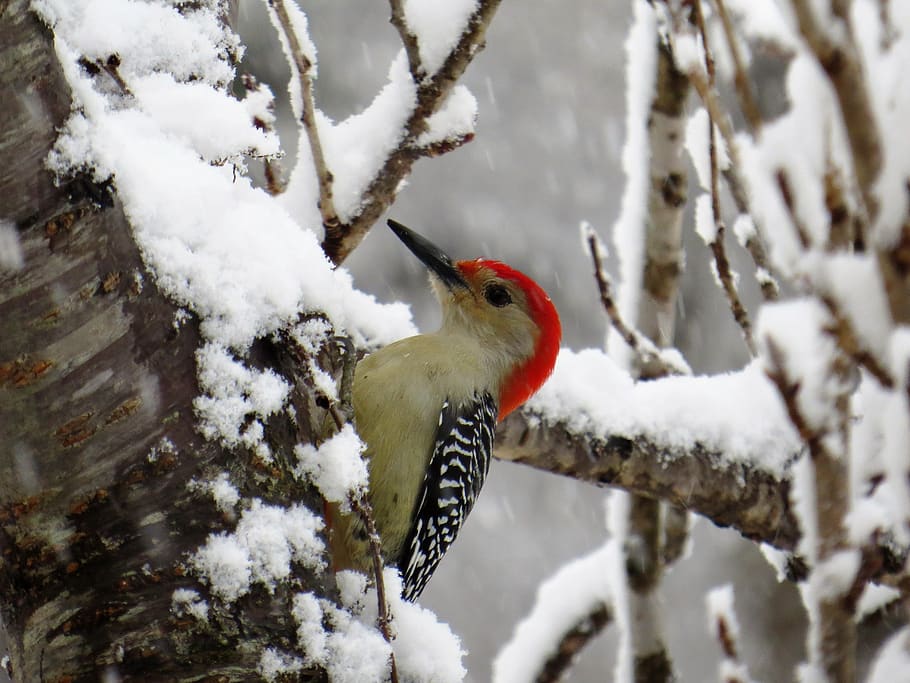 musim dingin, burung, alam, pohon, di luar rumah, burung pelatuk, pelatuk perut merah, salju, suhu dingin, binatang di alam liar