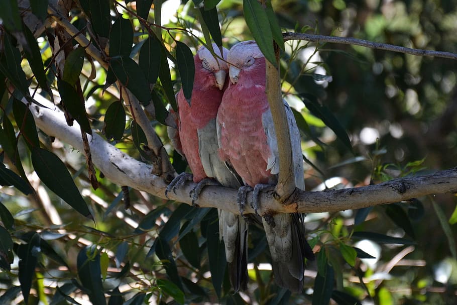 two, red-and-gray birds, brown, tree branch, cockatoo, pink, animals, friends, rest, lovers