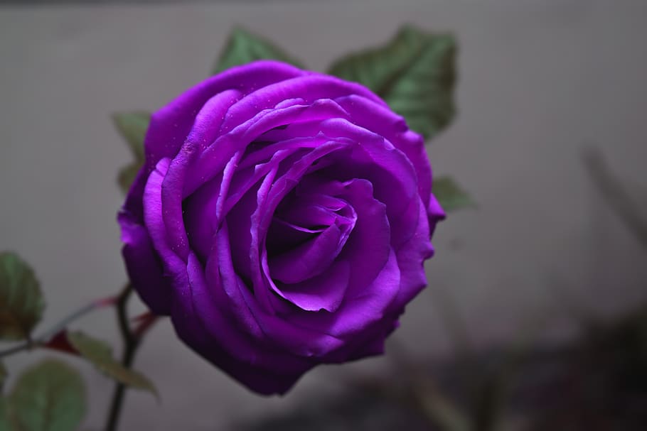 rosa, lilac, flower, design, purple, romantic, flowering plant, beauty in nature, plant, freshness