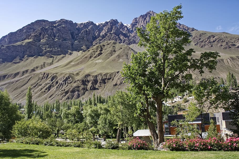 tajiquistão, jardim botânico, planta, flores, província de mountain-badakhshan, pamir, altas montanhas, paisagem, montanhas, área de fronteira