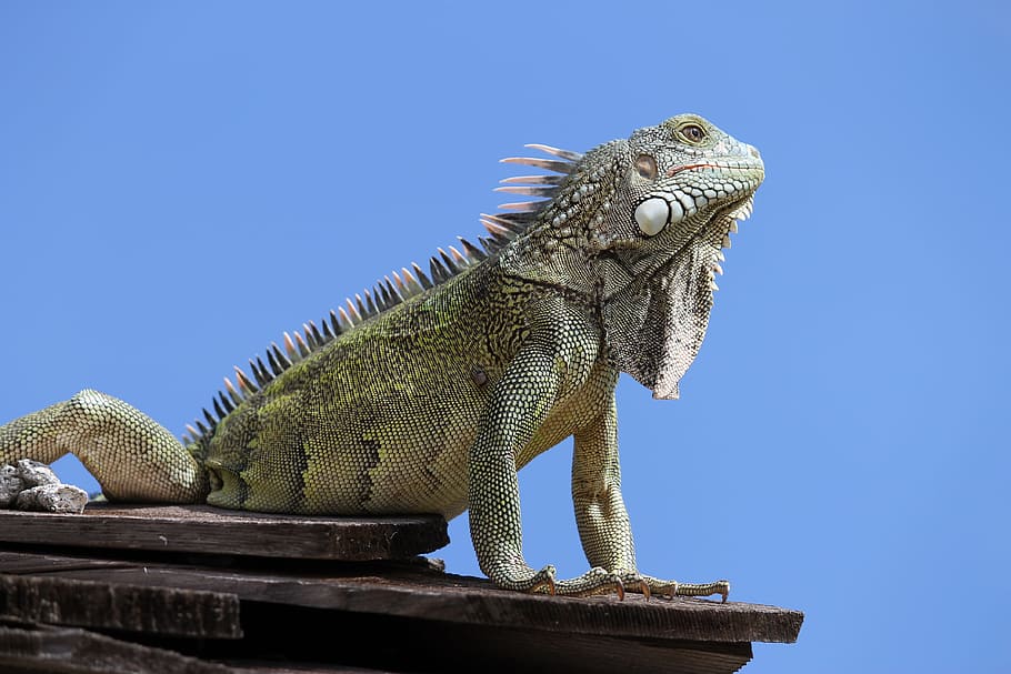 Iguana, Animal, Reptile, Curacao, Nature, lizard, wildlife, dragon, vertebrate, animals And Pets