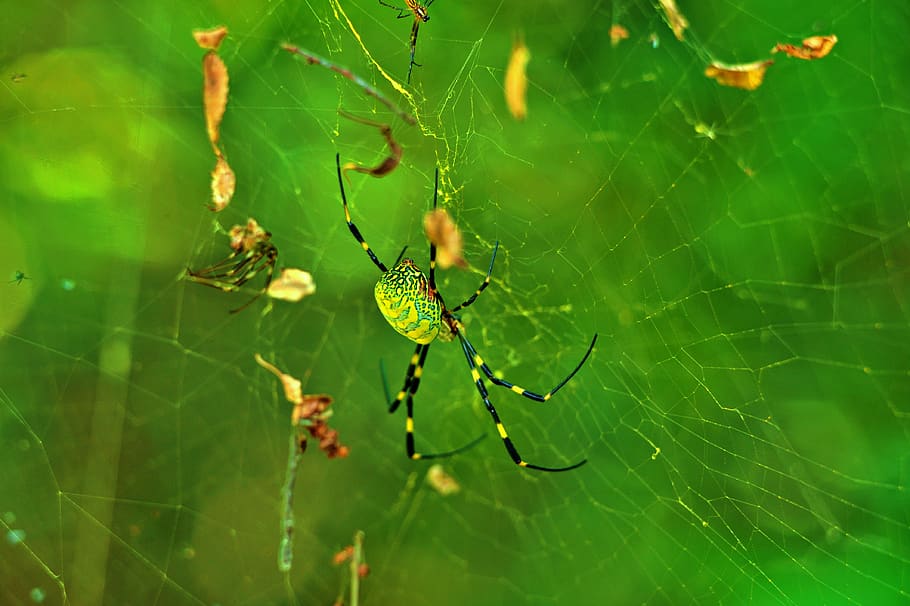tiger spider, spider, spider web, insects, nature, web, macro, cobwebs, knitting, morgentau