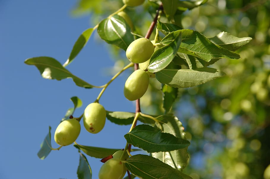 autumn, sky, jujube, fruit, food and drink, food, leaf, healthy eating, plant part, plant
