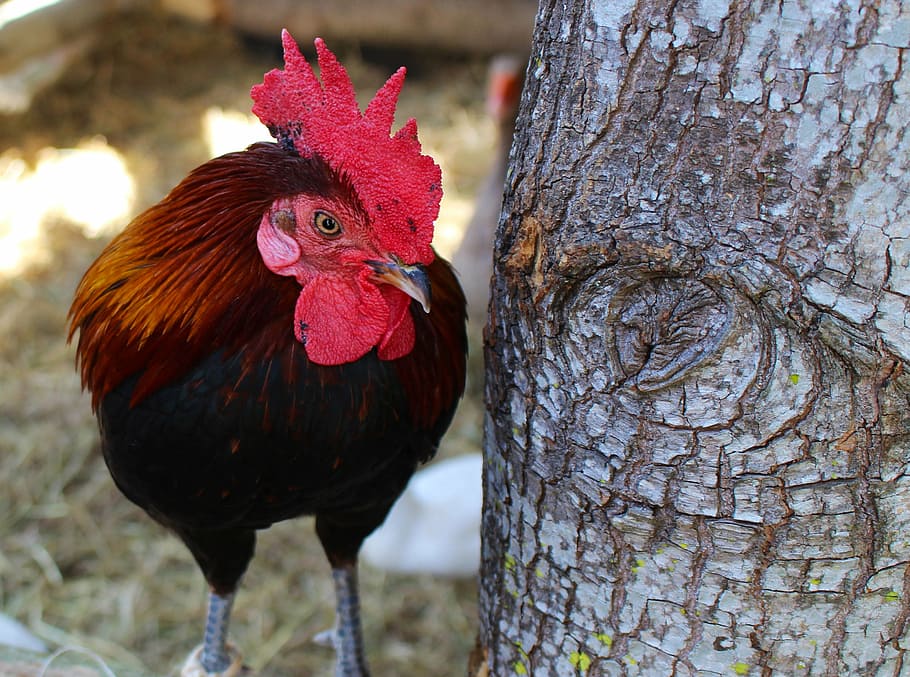 black, brown, rooster, tree, closeup, photography, chicken, bird, animal, farm