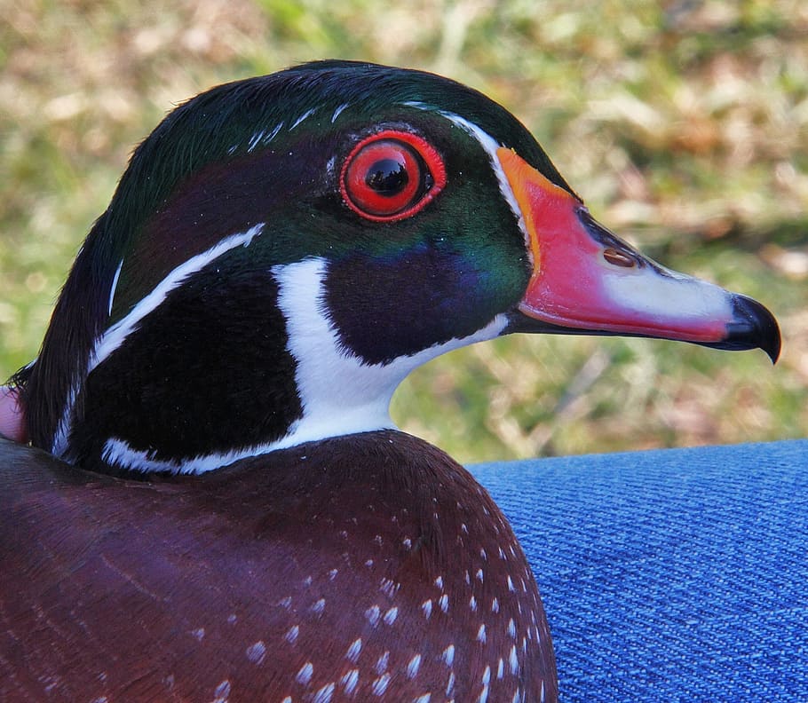 wood duck, bird, profile, head, male, wildlife, nature, colorful, waterfowl, wild