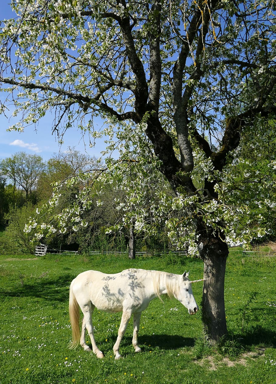 blanco, unicornio, de pie, árbol, cereza, sombra, animal, dormido, equino, planta