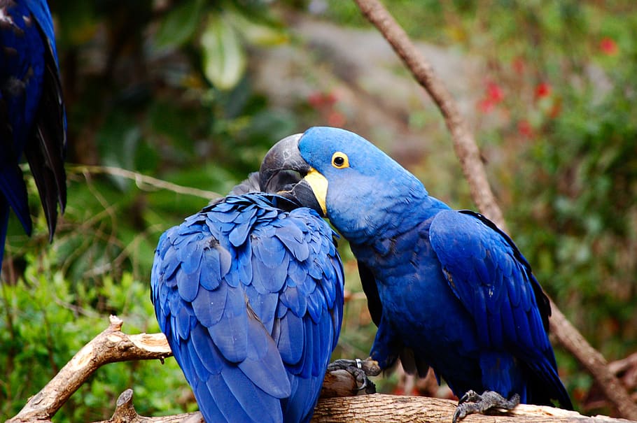 blue, macaw, blue macaw, colorful, exotic, yellow, tropical, rainforest, beak, nature