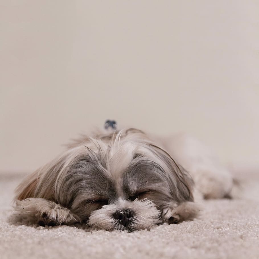 grey, white, long-coated dog, coated, dog, pets, animal, cute, canine, purebred Dog