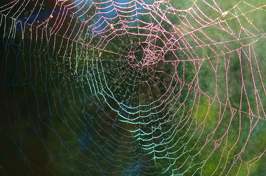 fotografi satwa liar, labah-labah, jaring, hewan, hujan, drop, alam, makro, serangga, jaring laba-laba