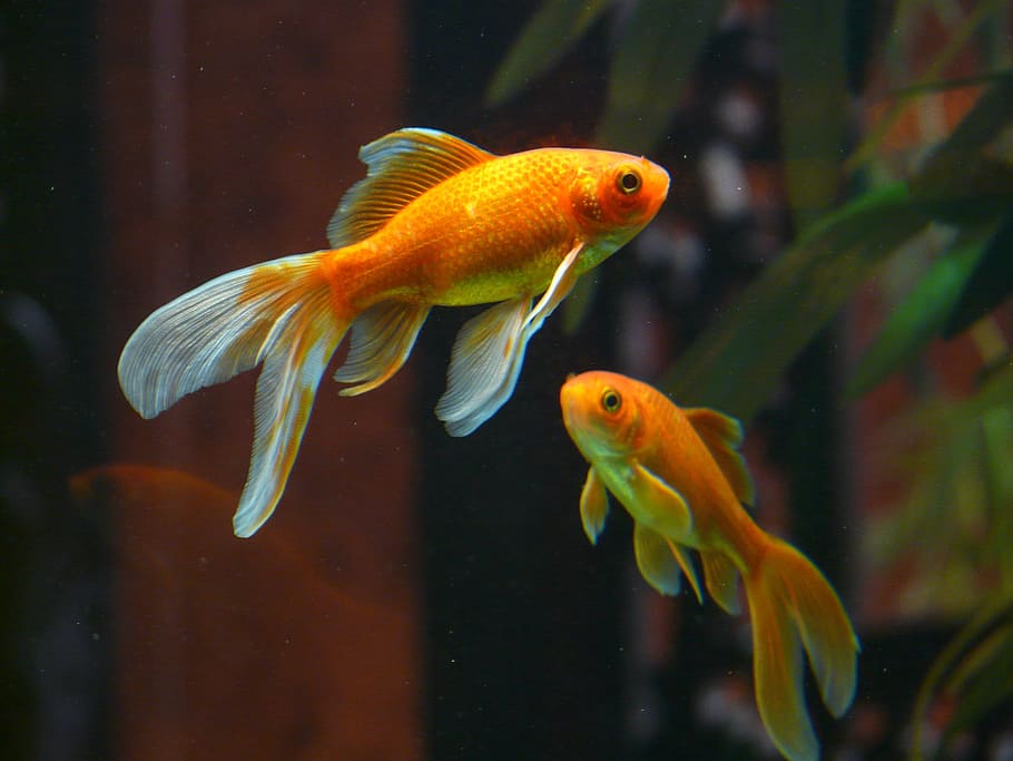 fotografía de la vida silvestre, dos, naranja, pescado, blanco, peces, veiltail, peces de colores, nadar, acuario