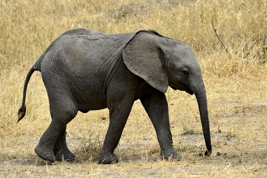 foto, hitam, gajah, bayi, slůně, amboseli, afrika, kenya, safari, taman nasional