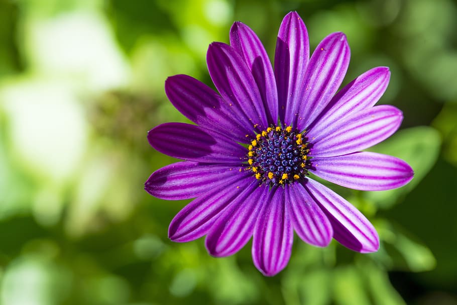 Daisy, Purple Flower, Purple, Flower, purple, flower, nature, floral, spring, colorful, summer