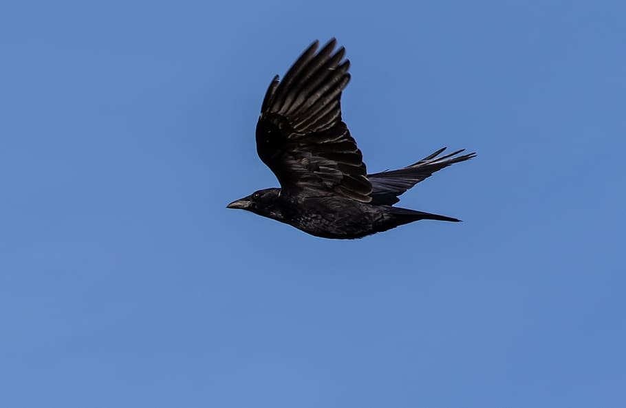crow, flying crow, black bird, flying, black, feather, nature, gothic, wildlife, wing