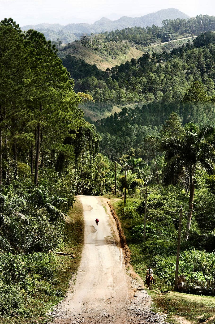 paisagem de estrada do país, estrada do país, paisagem, Cuba, país, fotos, paisagens, domínio público, estrada, árvores