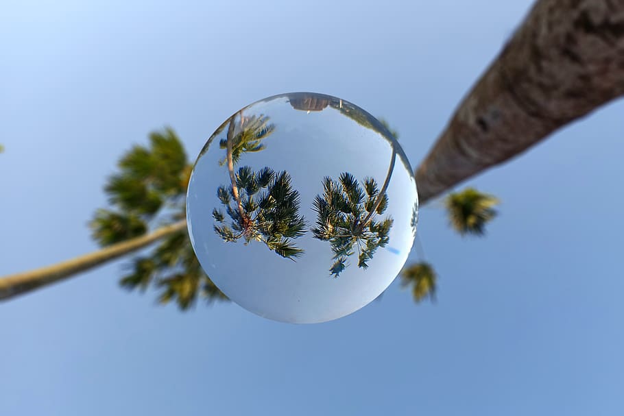 lensball, sphere, palm, tree, invert, mirror, sky, plant, nature, clear sky