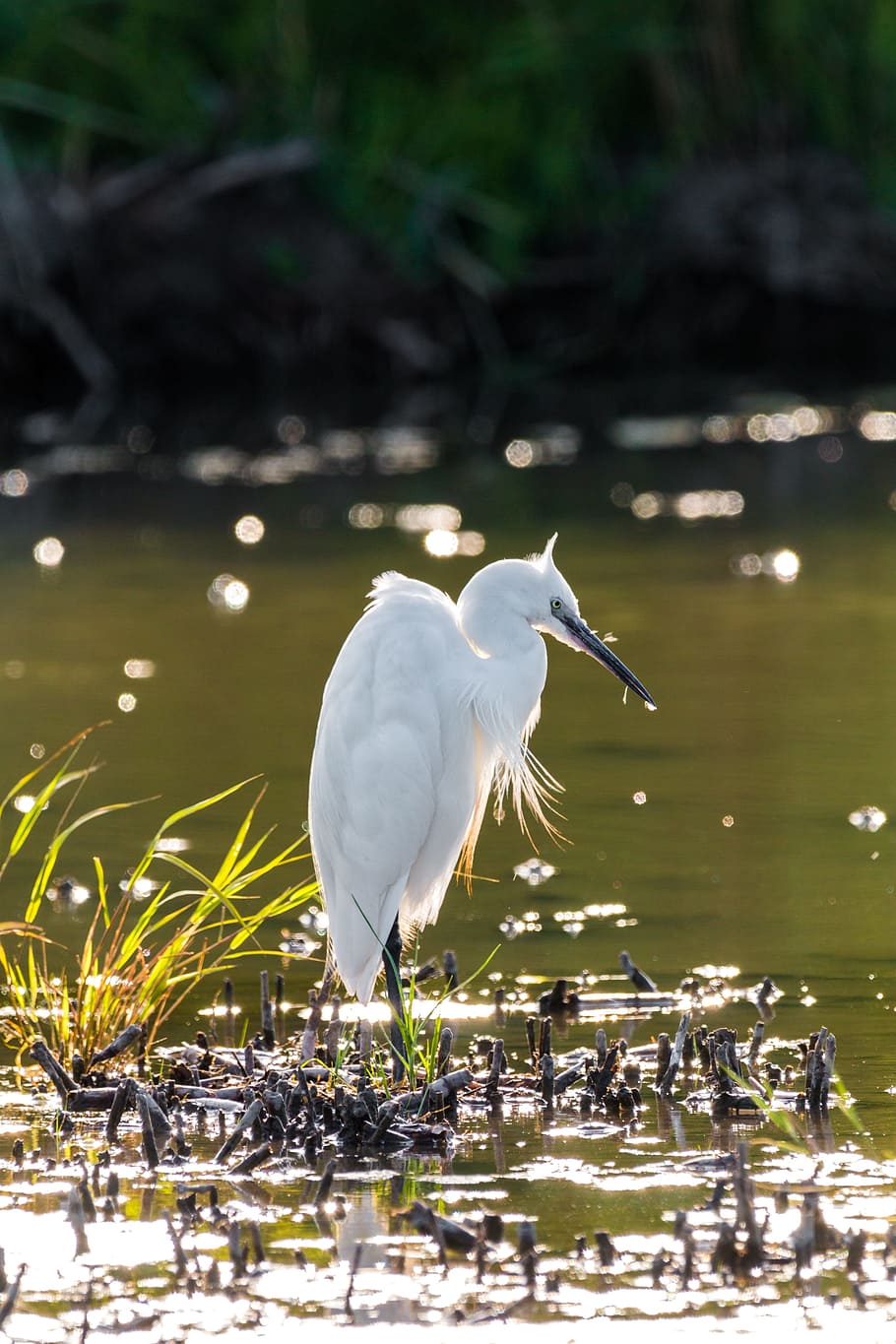 white, long-beak bird, body, water, selective, focus photography, daytime, little egret, white heron, screaming birds