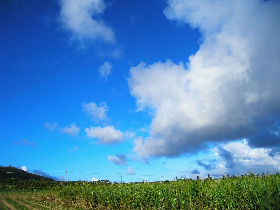 Cana de açúcar, campo, dinâmico, azul, verde, campo de cana de açúcar, céu, nuvem, vento, céu azul